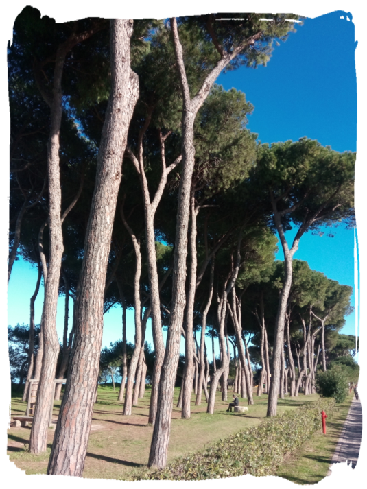 Pineta La bellissima pineta frontemare a Pineto